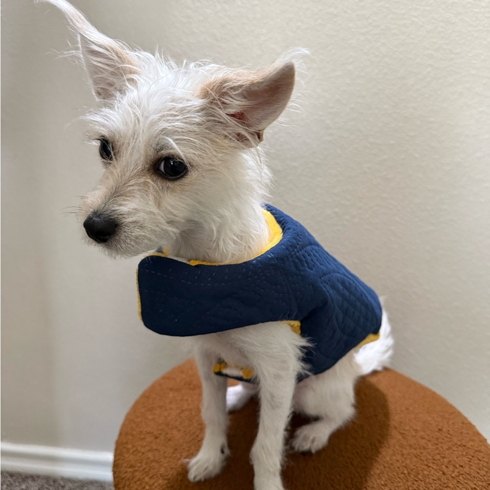 Stylish Blue and Yellow Dog Jacket